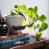 Italian Premium Cocktail Coupe | 10.25oz | Jazz | Set of 4 - Luigi Bormioli USA