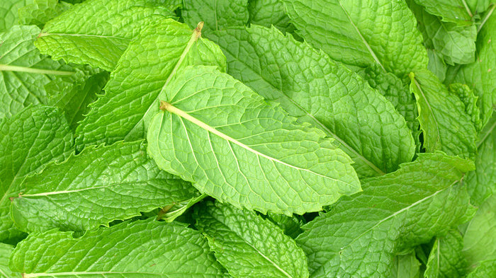 Cheers to Mint Juleps!