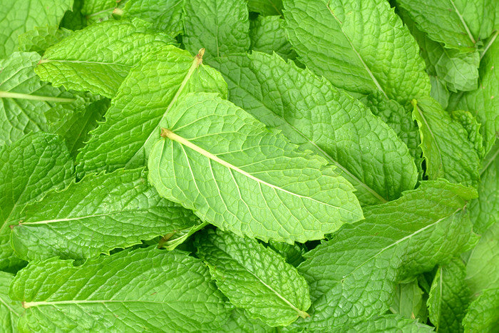 Cheers to Mint Juleps!