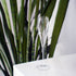 Empty Vinoteque Flute standing on a white surface with a plant in the background