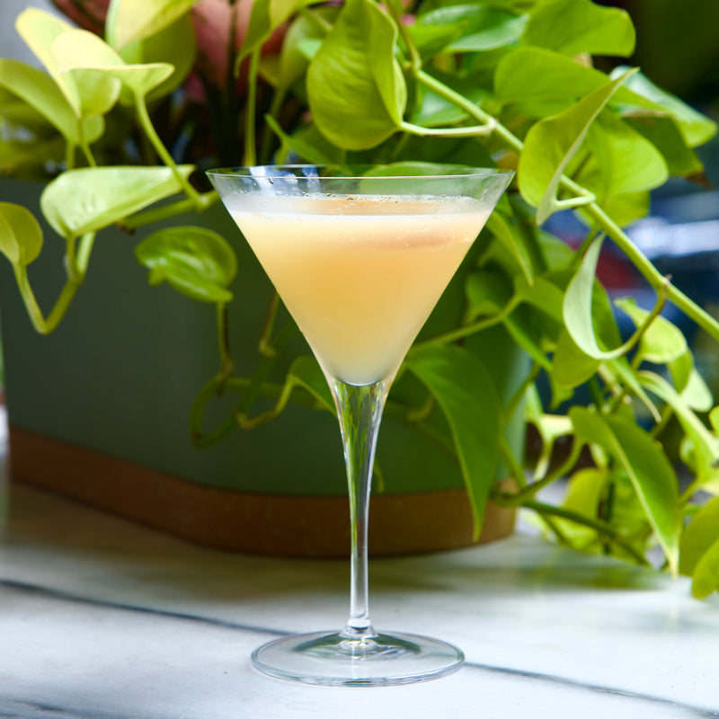Cocktail in a martini glass with green foliage in the background