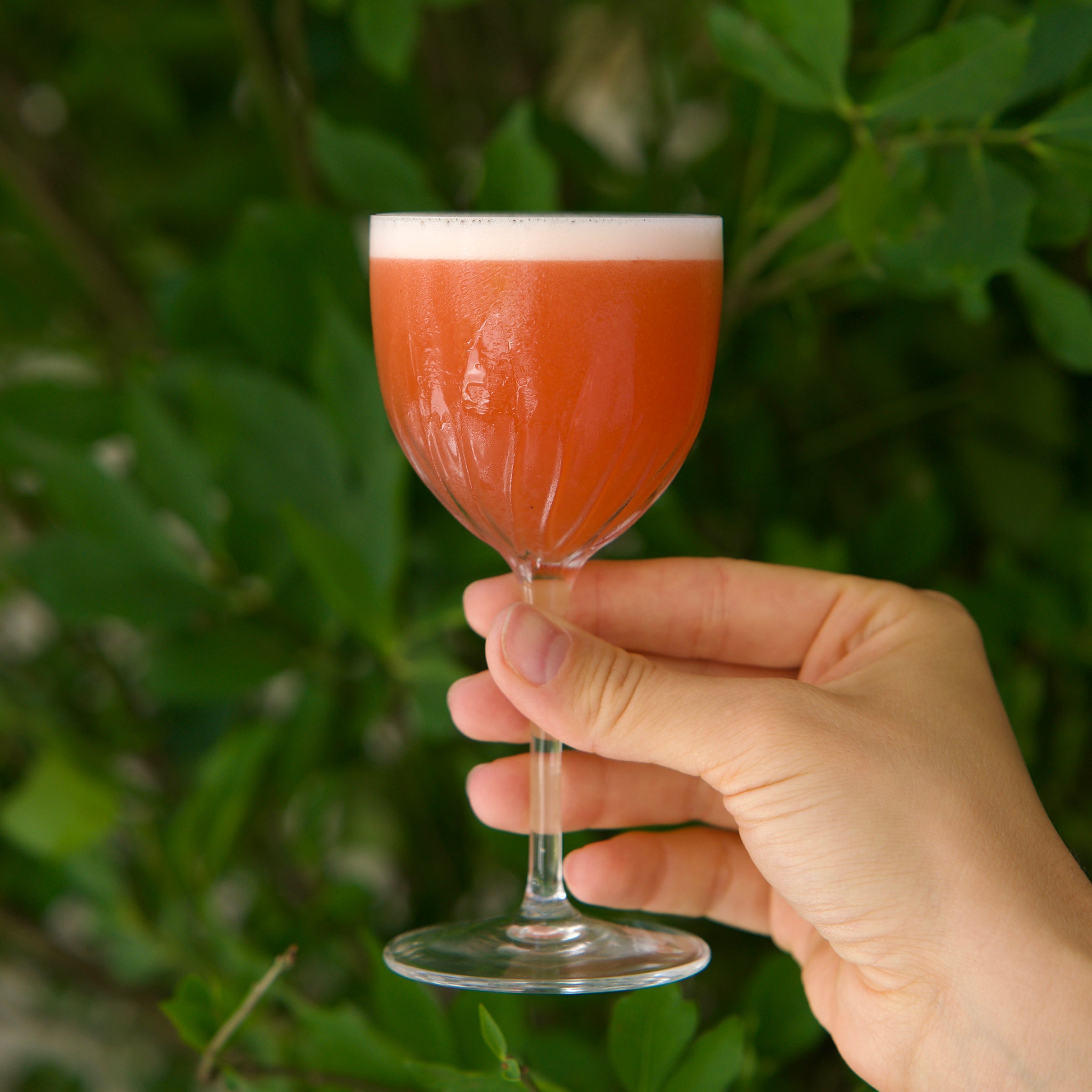 Italian Premium Nick & Nora Glasses | 5oz | Mixology | Set of 6